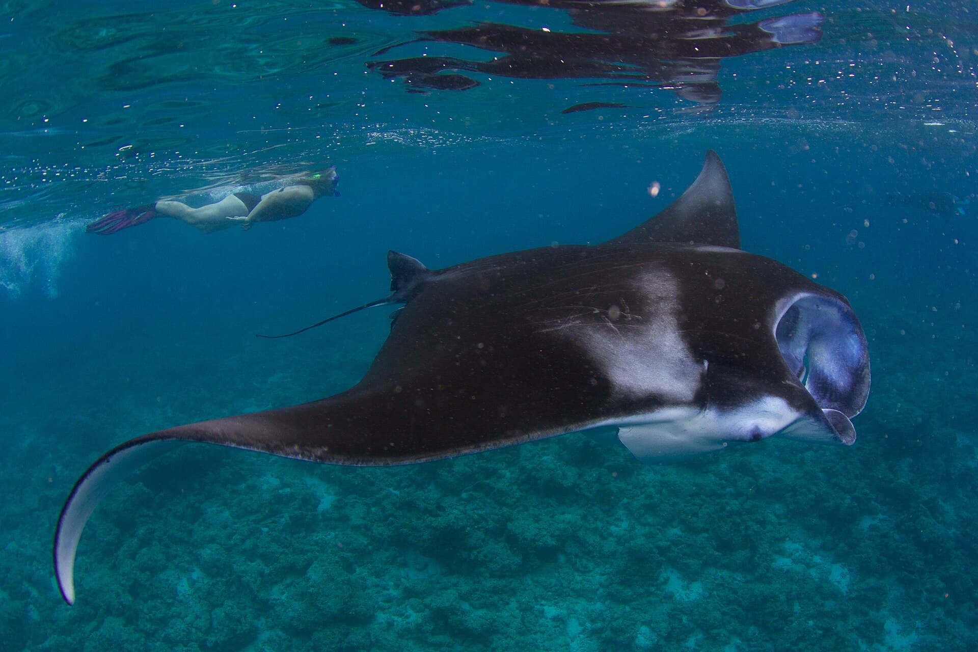 A large reef manta ray gliding beneath the surface as a snorkeller swims nearby in Maldivian waters