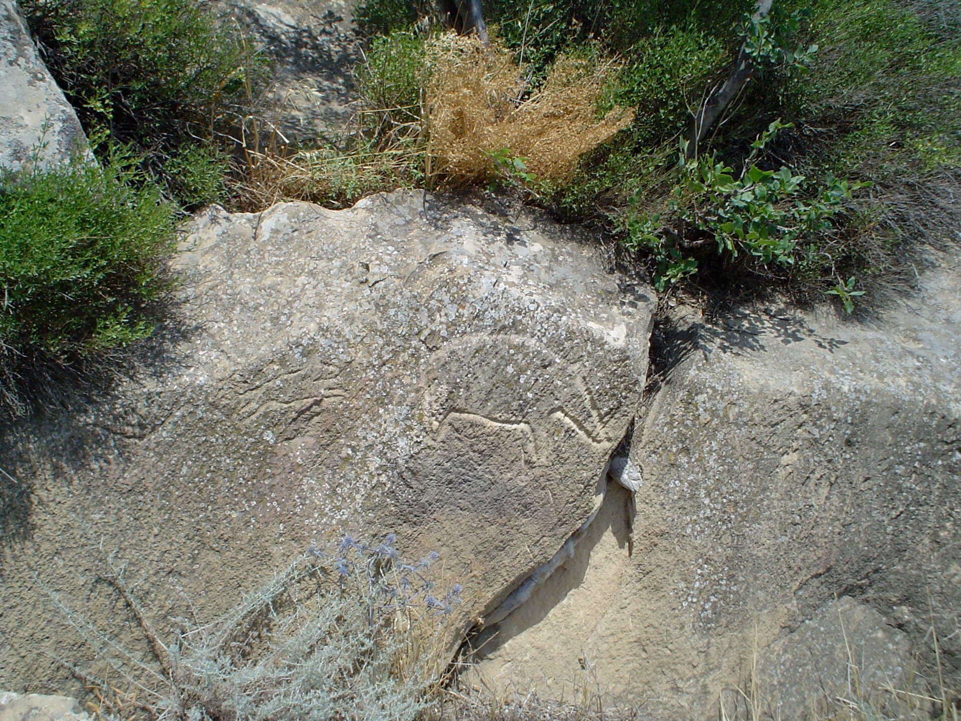 A carved animal figure petroglyph on weathered rock at Gobustan, surrounded by scrubby vegetation